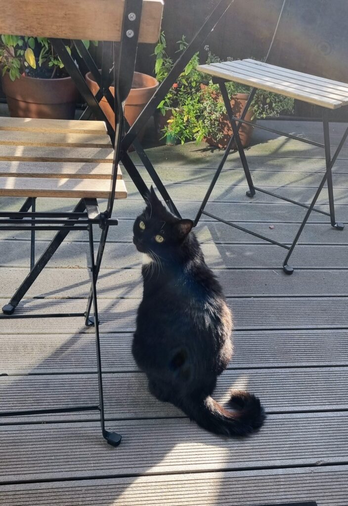 Katze Fina - meine erste Kundin