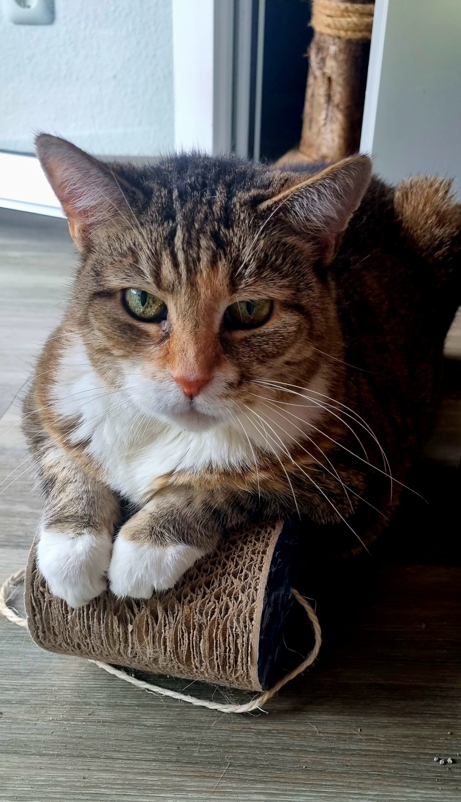 Katzennamen mit J: Jordan