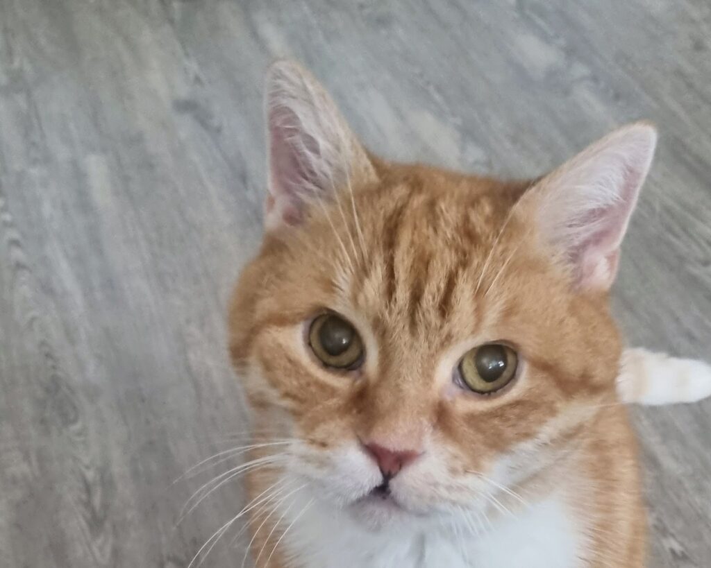 Katzennamen mit C: Kater Chilli