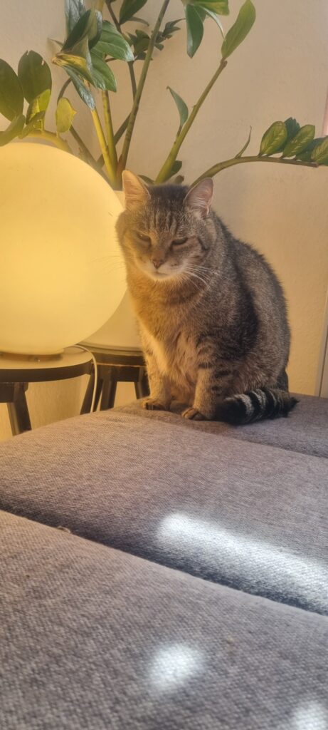 Kater Ozzy hat seinen Namen von Ozzy Osbourne