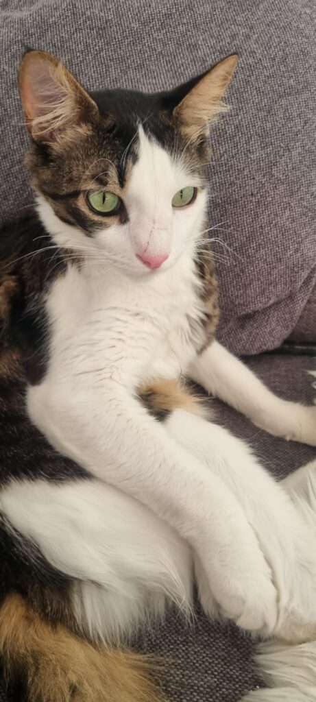 Kater Titos auf der Couch