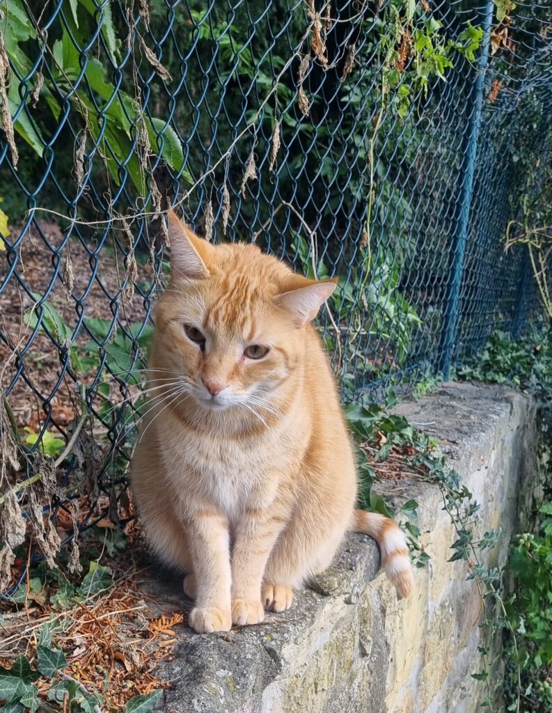 Katzennamen mit C: Kater Cosimo