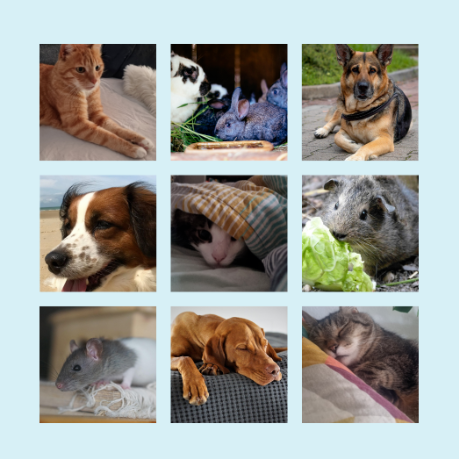 Haustierbetreuung 2026 buchen