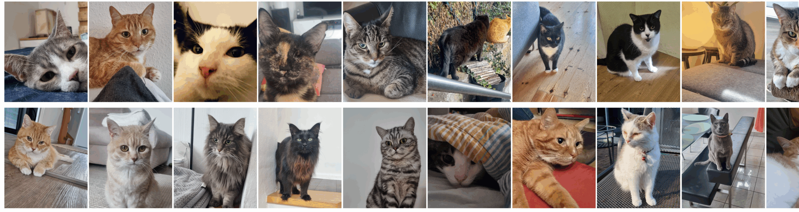 Catsitter in Düren gesucht? So findest Du die perfekte Betreuung für Deine Katze!
