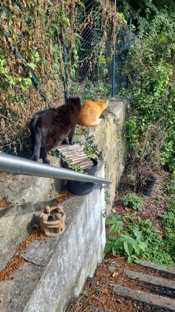 Die beiden Kater Cosimo und Merlin