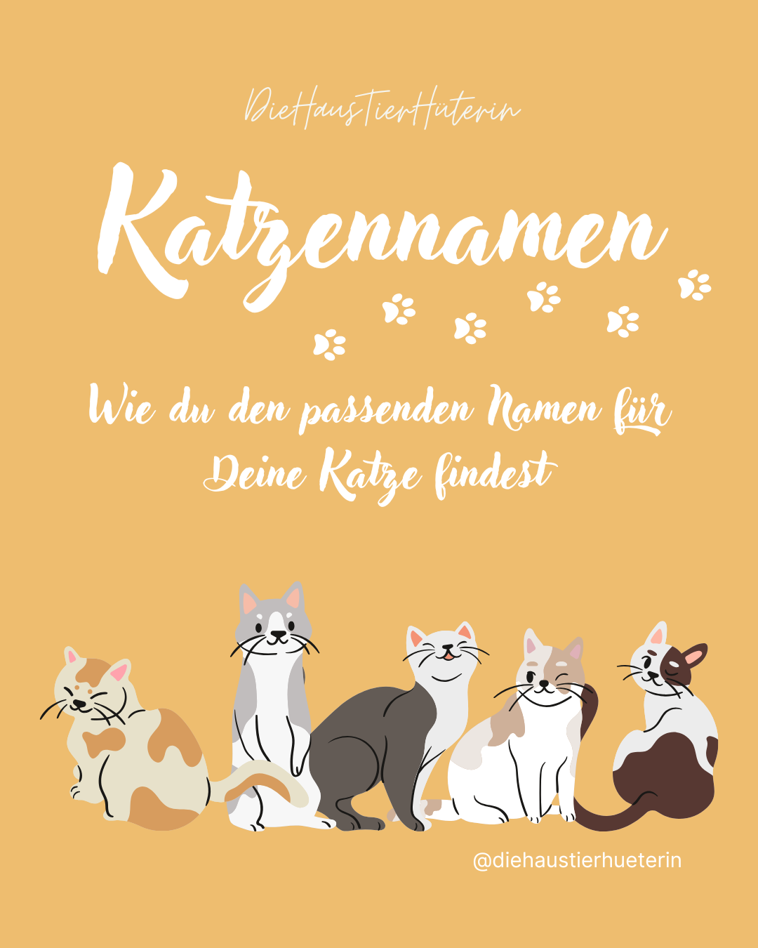 Der passende Katzenname für deine Katze
