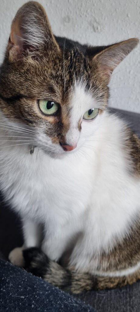 Beispiel für Katzennamen mit F: Katze Findus