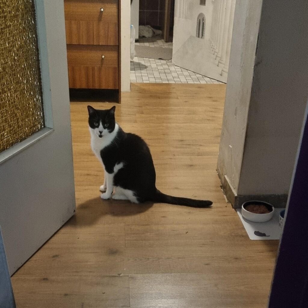 Katzennamen mit D: Kater Duende