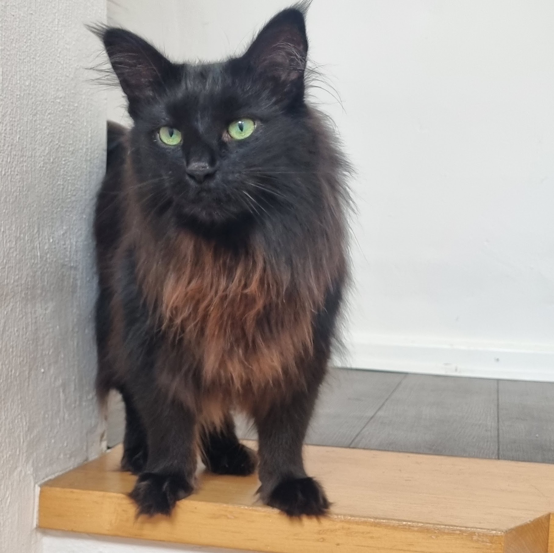 Beispiel für Katzennamen mit F: Kater Floki