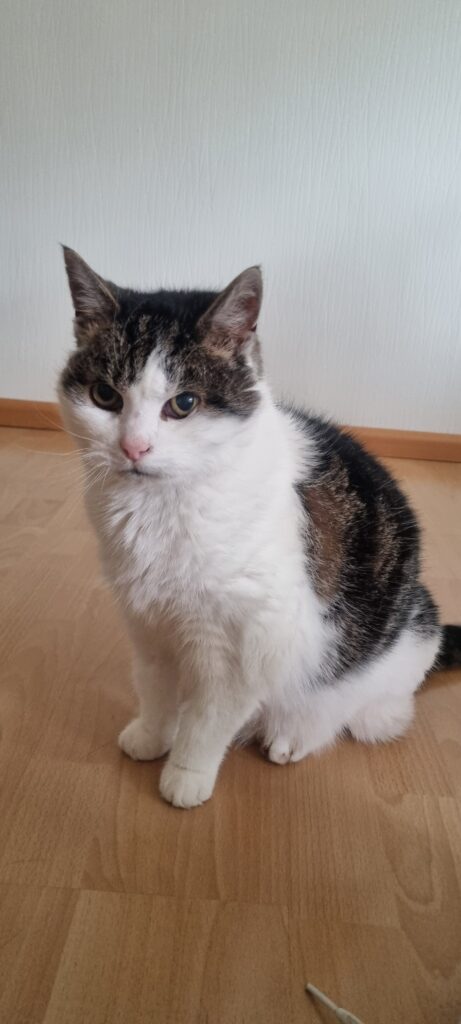 Beispiel für Katzennamen mit F: Kater Flauschi