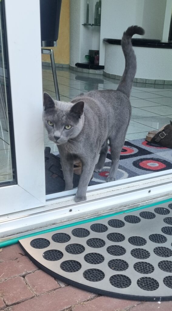 Katzennamen mit B: Kater Balu