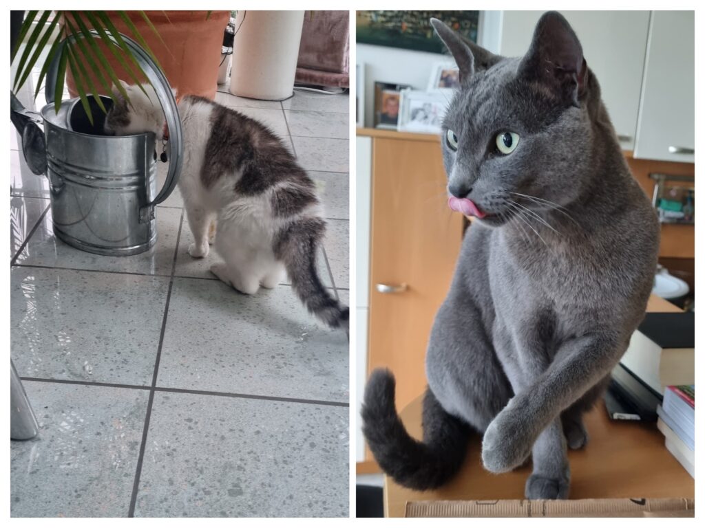 Katze Mina und Kater Balu
