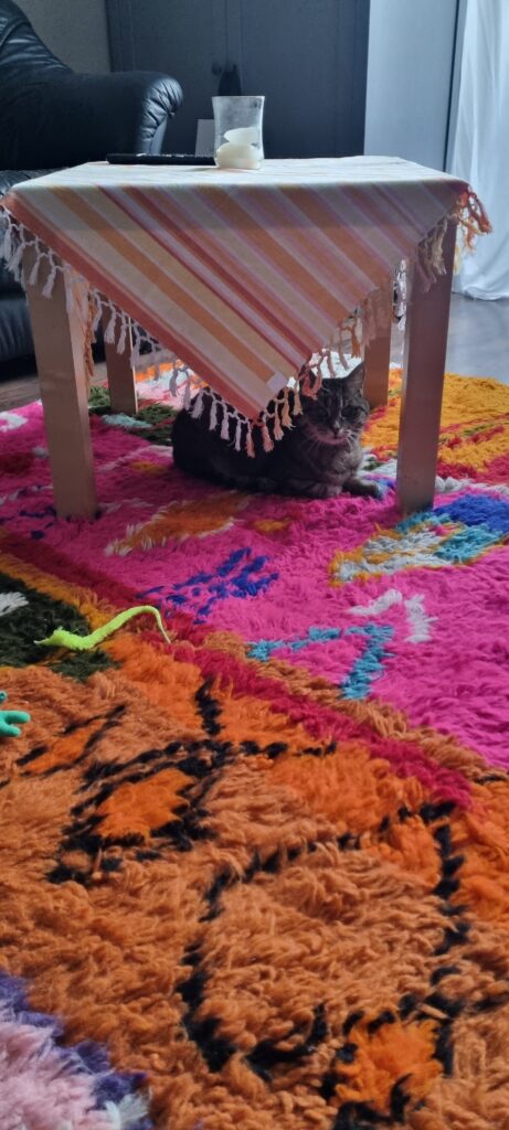 Katze Fipsi unter dem Tisch