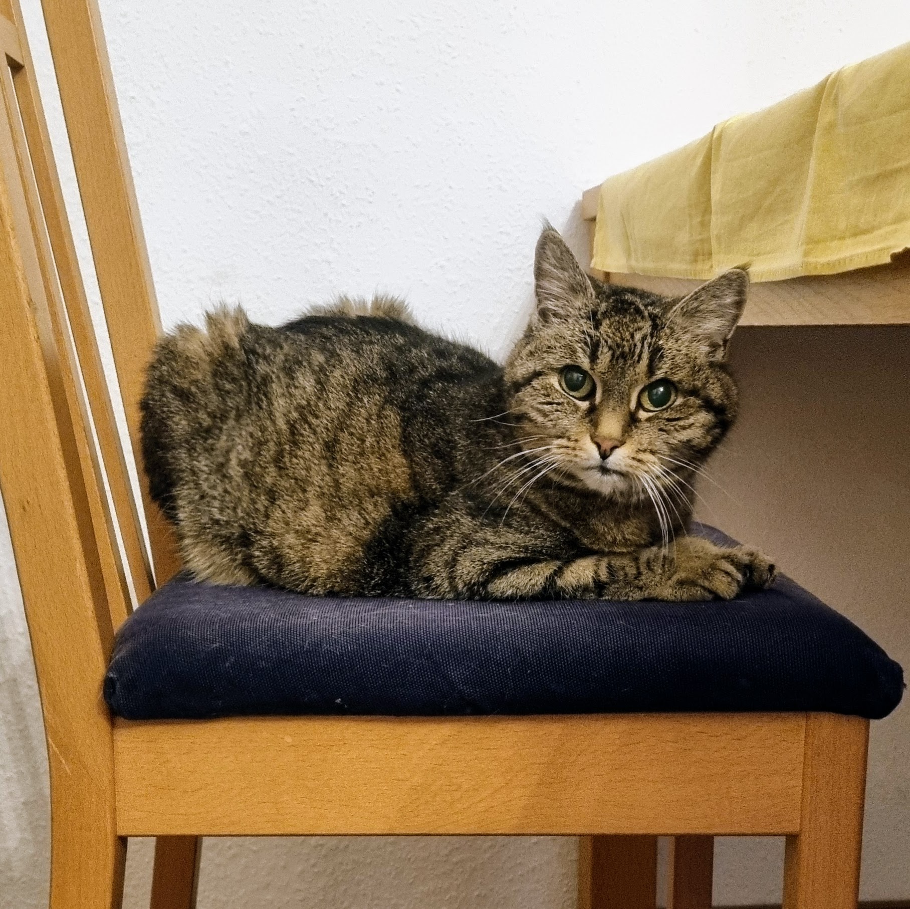 Beispiel für Katzennamen mit F: Katze Fipsi