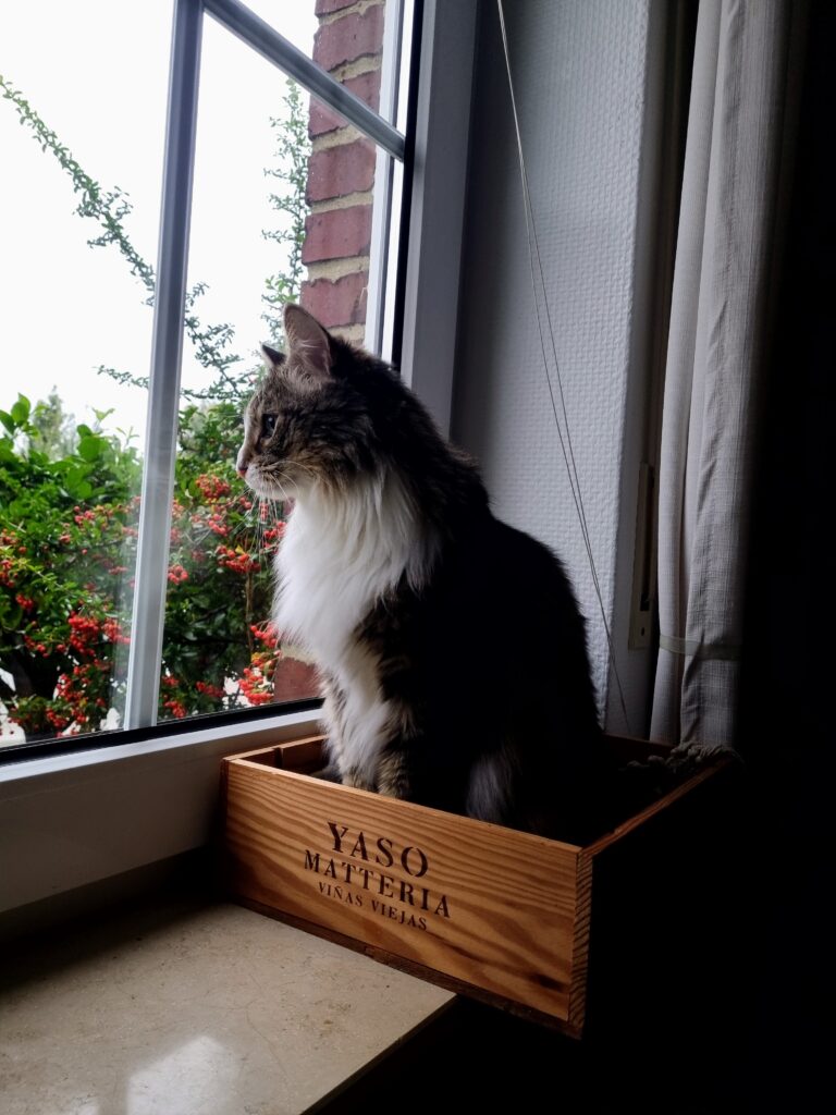 Katzennamen mit B: Kater Berti