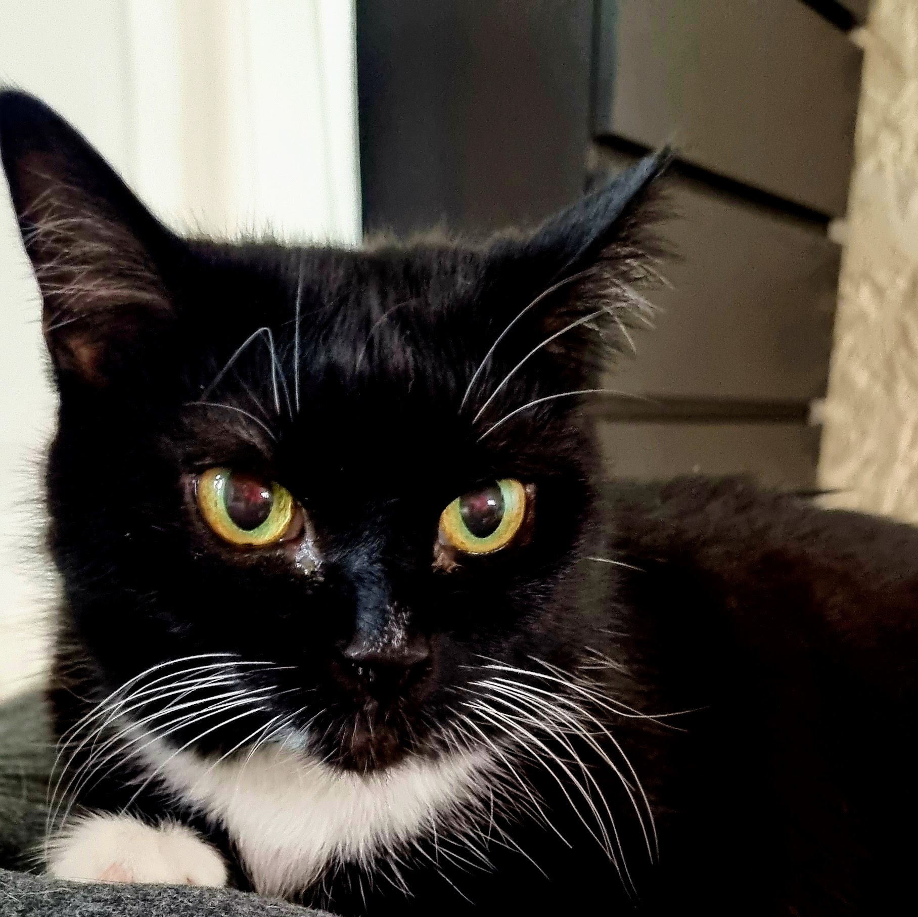 Beispiel für Katzennamen mit F: Katze Fina