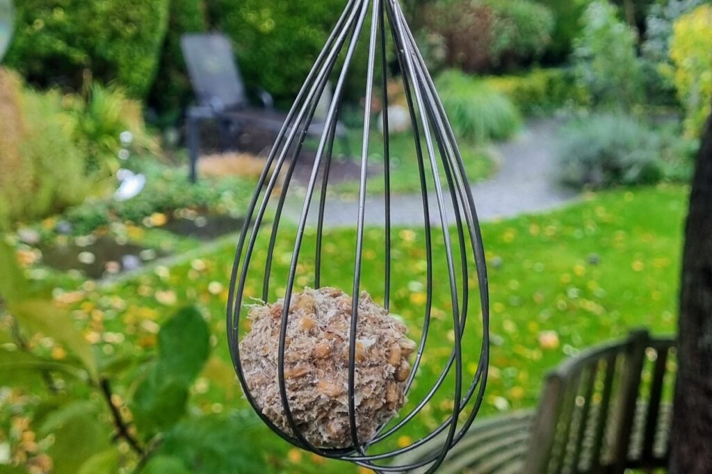 Schneebesen mit meisenknödel