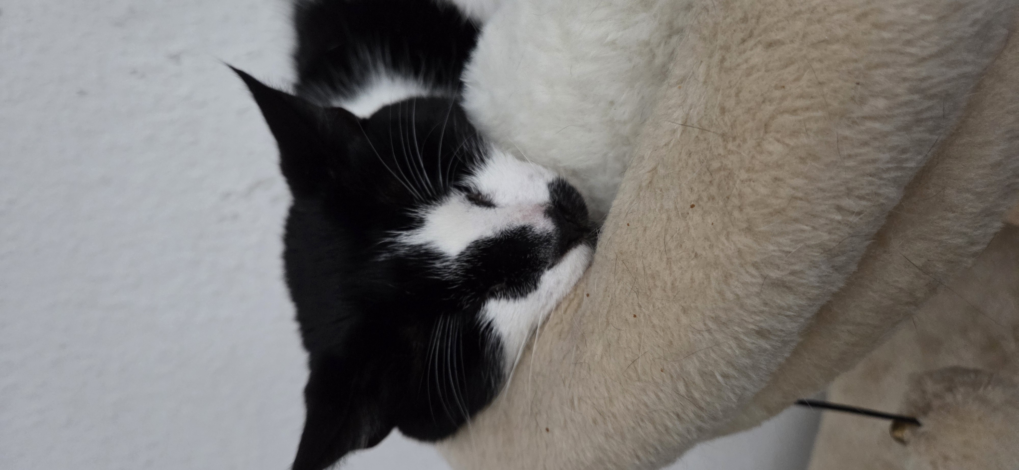 Katzennamen mit B: Bonita