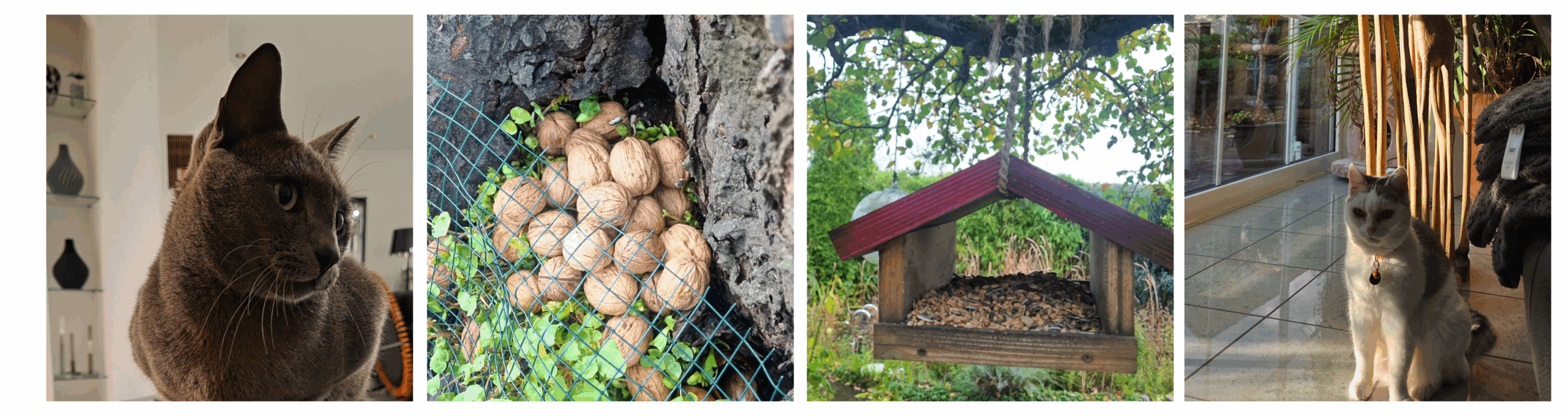 All-Inclusive: Warum Haussitting mit Tierbetreuung die perfekte Urlaubsvertretung ist