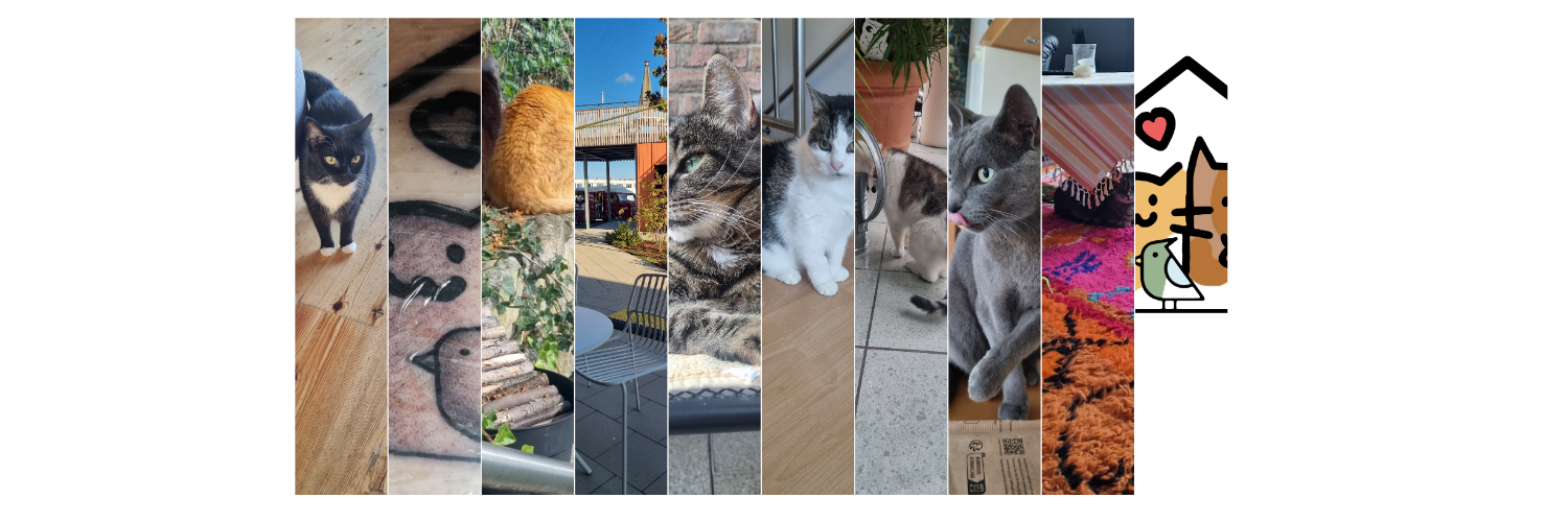 Der erste Monat als Selbstständige: Chaos, Katzenliebe und das ausgebliebene „Krasse Emotionale Hoch“!