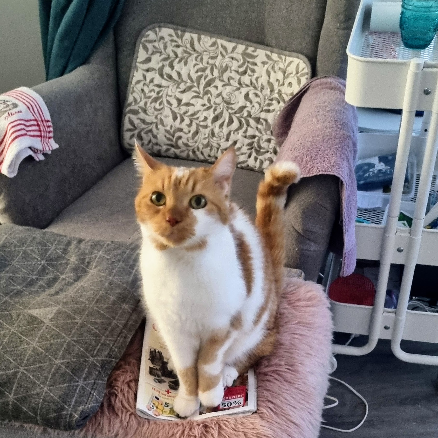 Beispiel für Katzennamen mit G: Kater Gismo