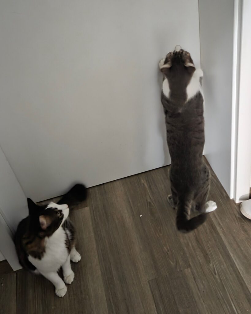 Titos und Thommy haben den Neuankömmling aus dem Auslandstierschutz direkt registriert