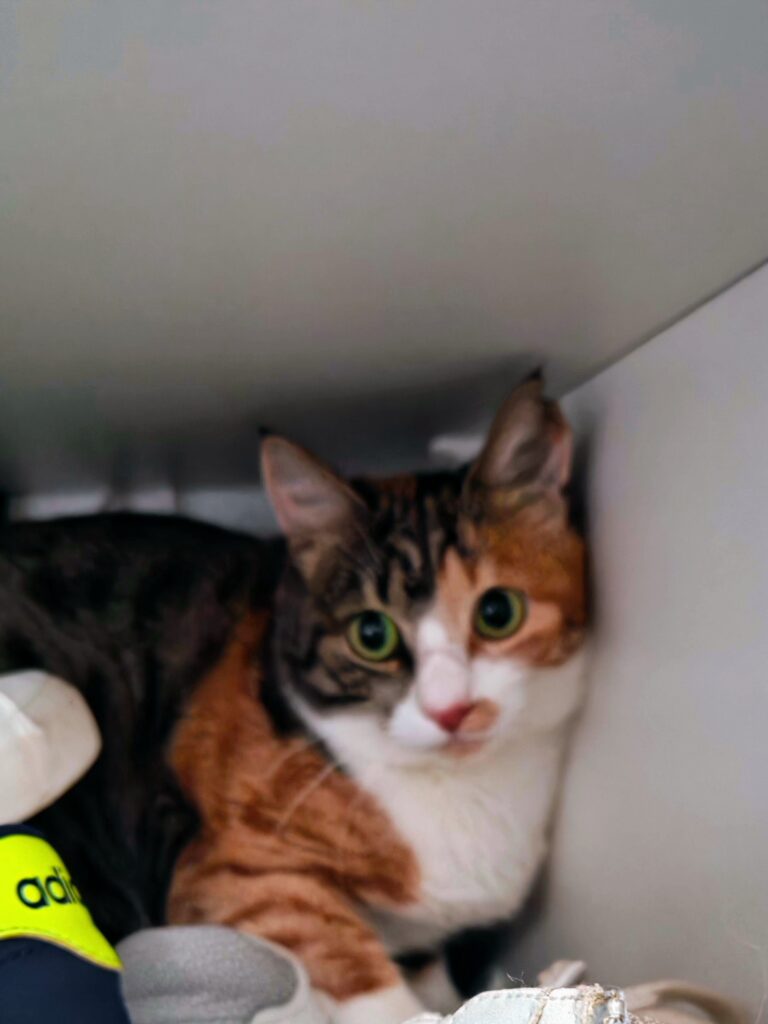 Katze Carmela aus dem Auslandstierschutz nach ihrer Ankunft auf meiner Pflegestelle