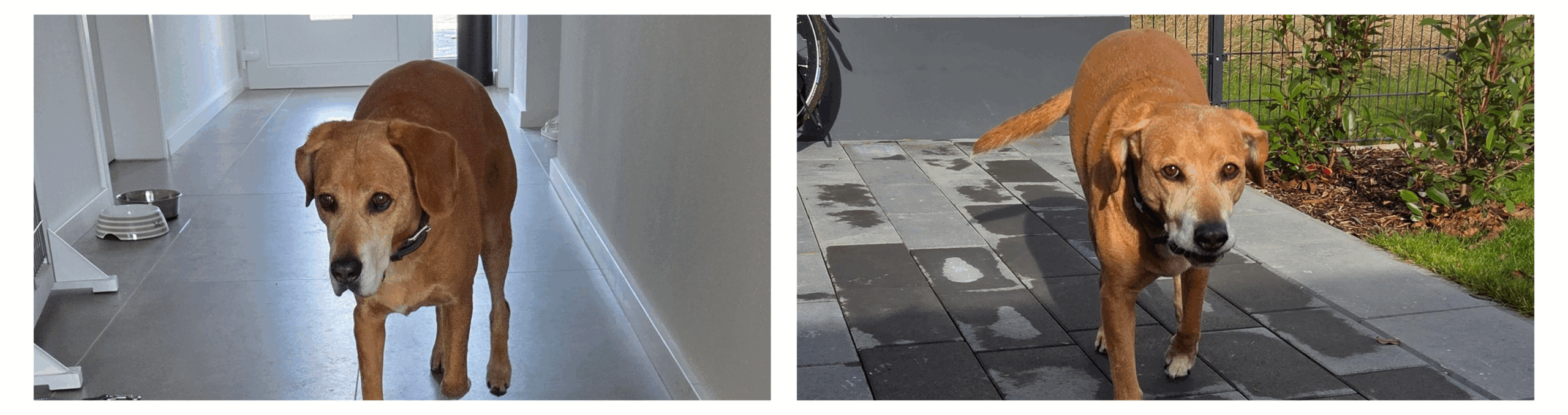 Individuelle Hundebetreuung zu Hause