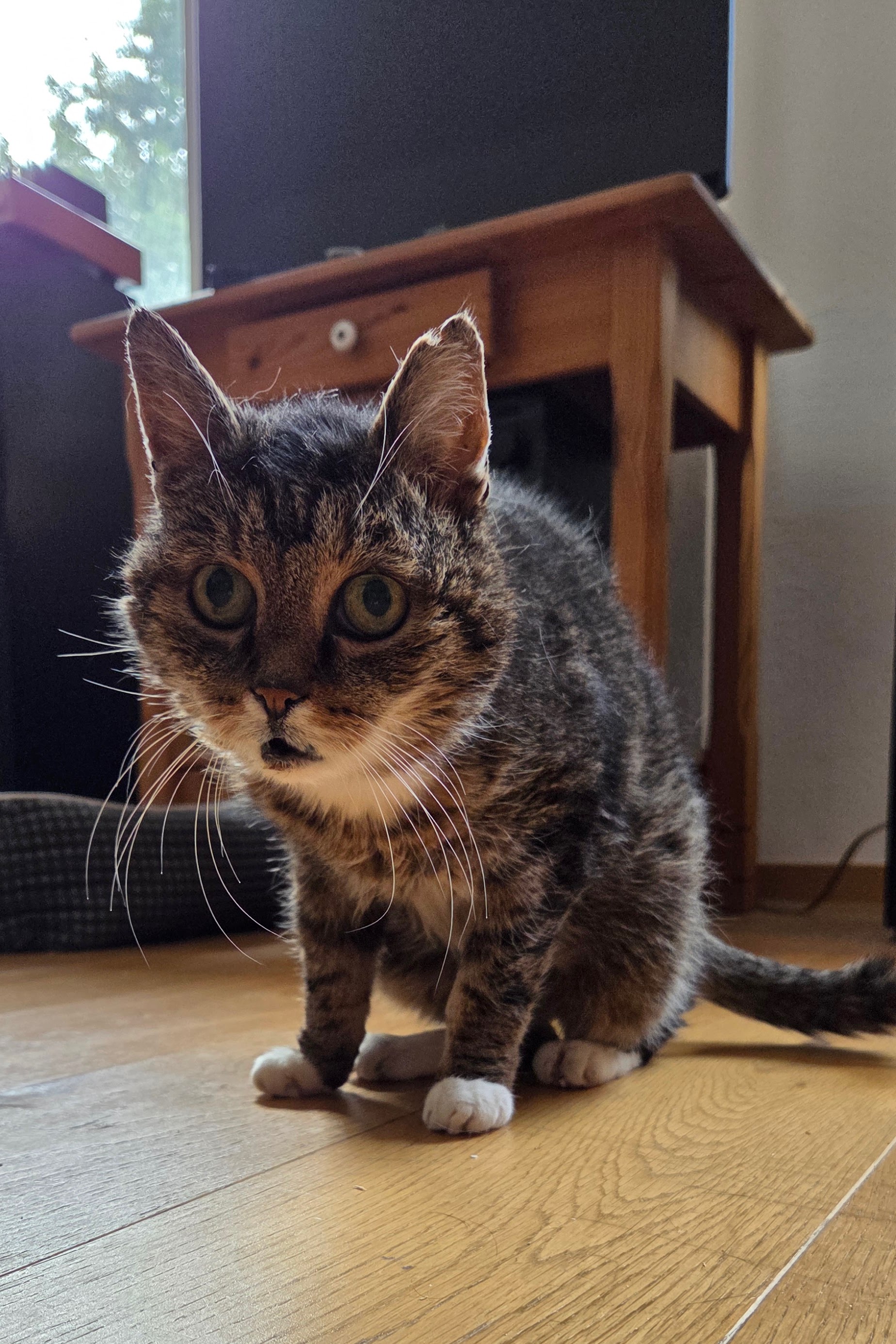 Kater Lenny
