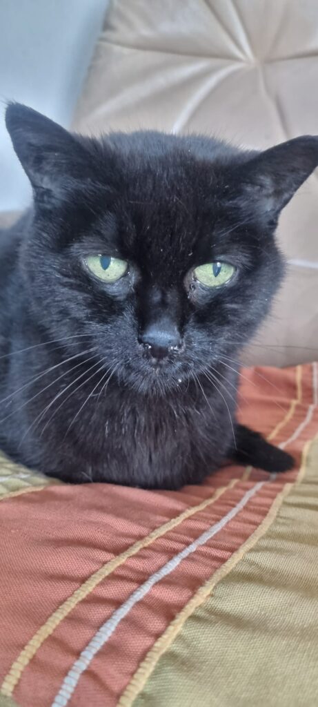 Katzennamen mit K: Katzi