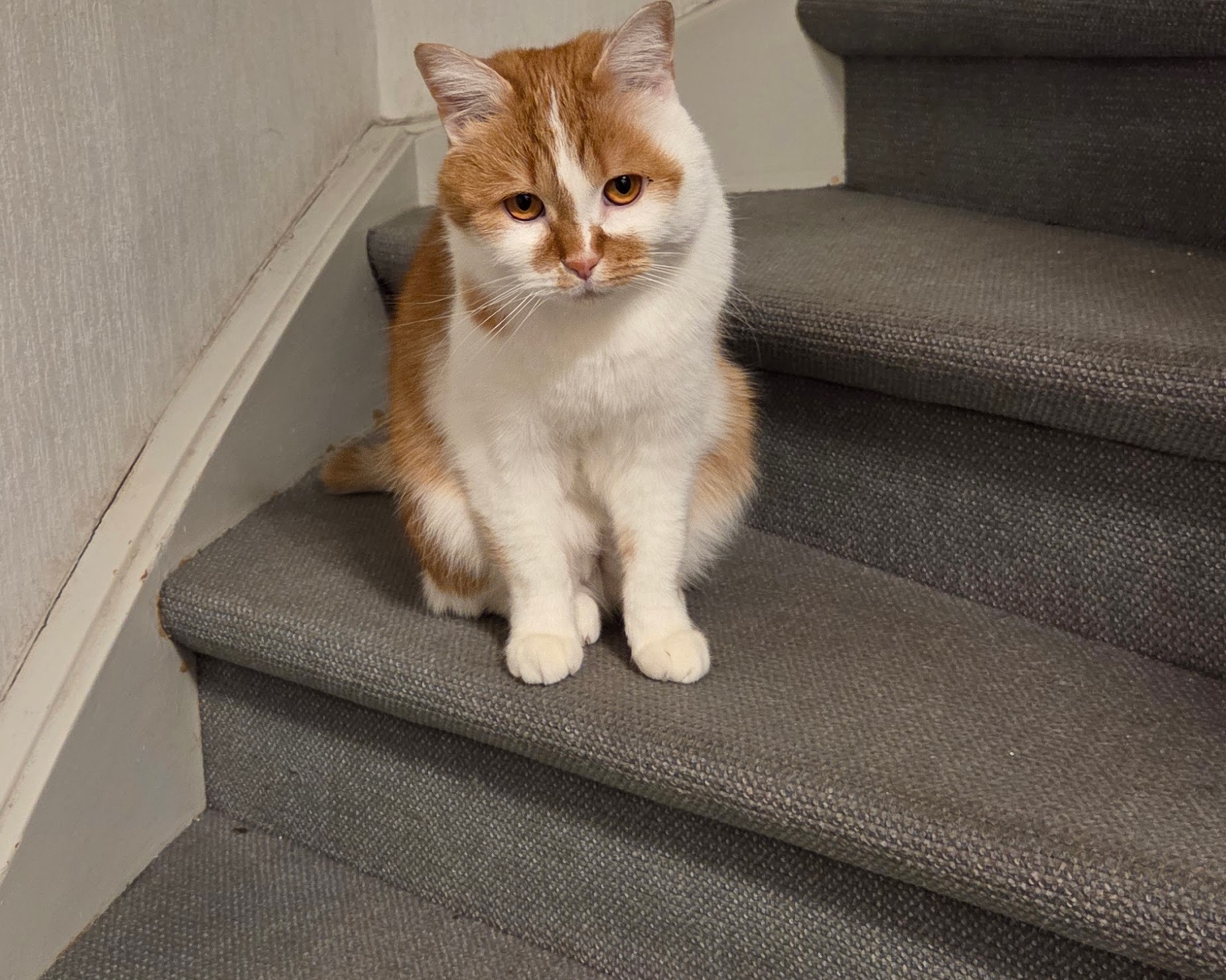 Katzennamen mit M: Marley