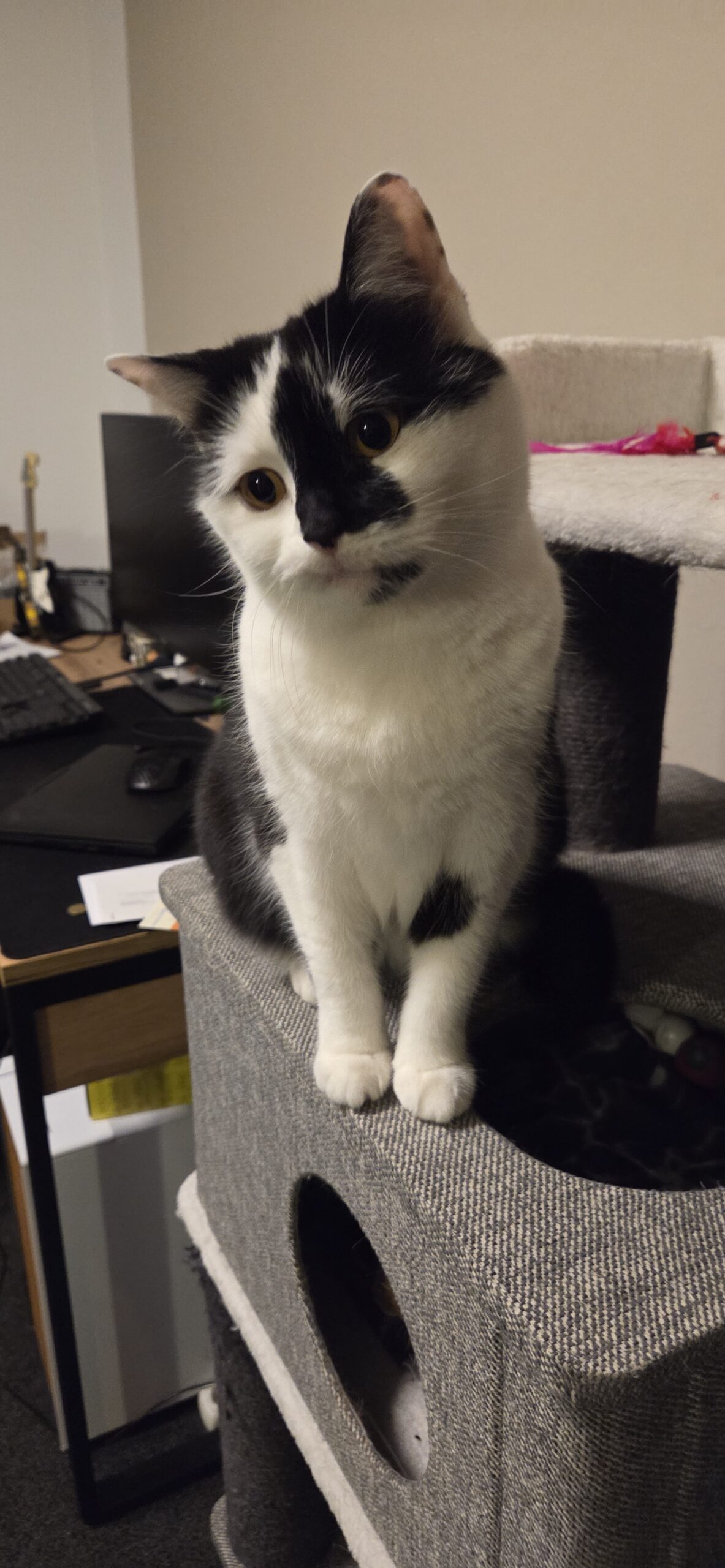 Katzennamen mit M: Minnie