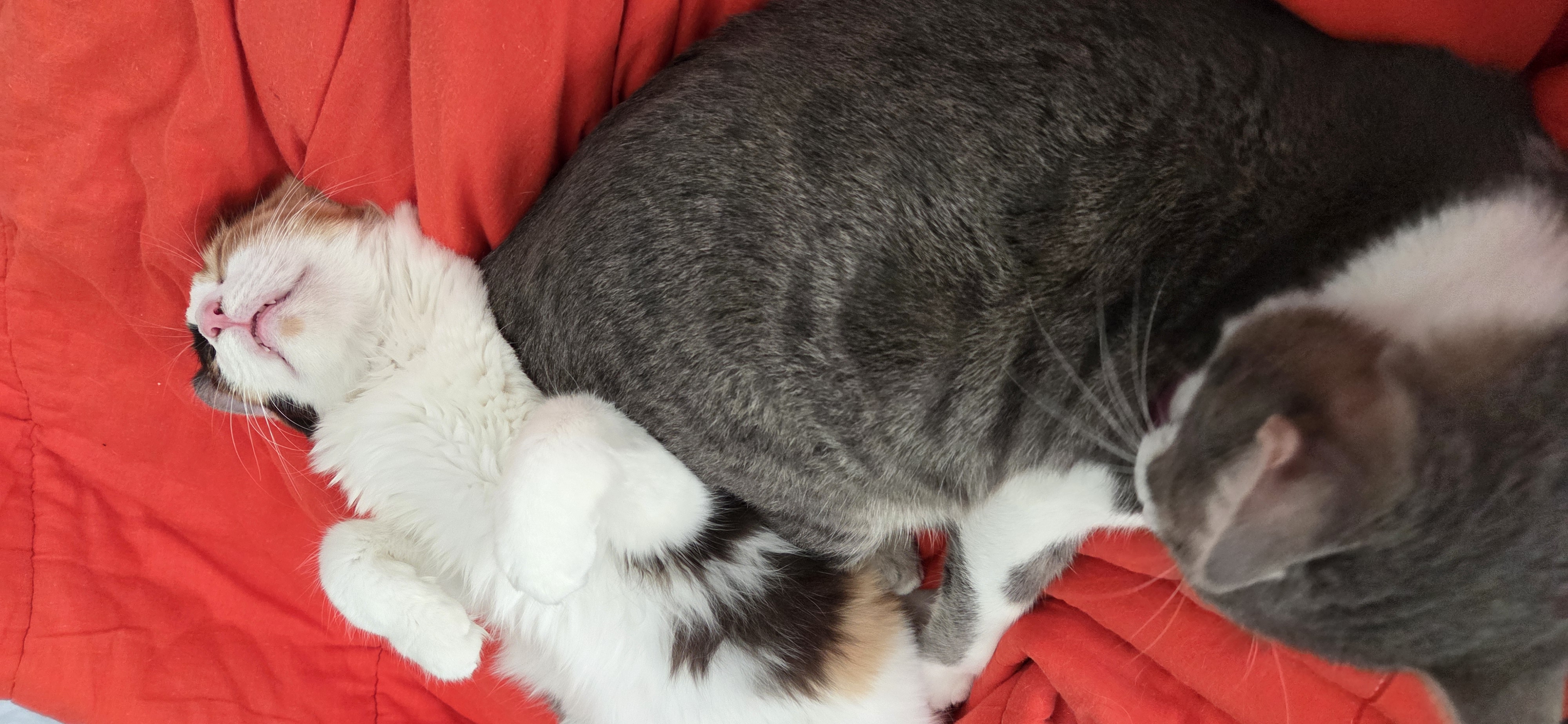 Pflegekatze Happy mit Thommy