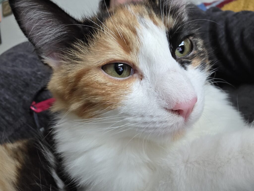 Pflegestelle für Katzen werden