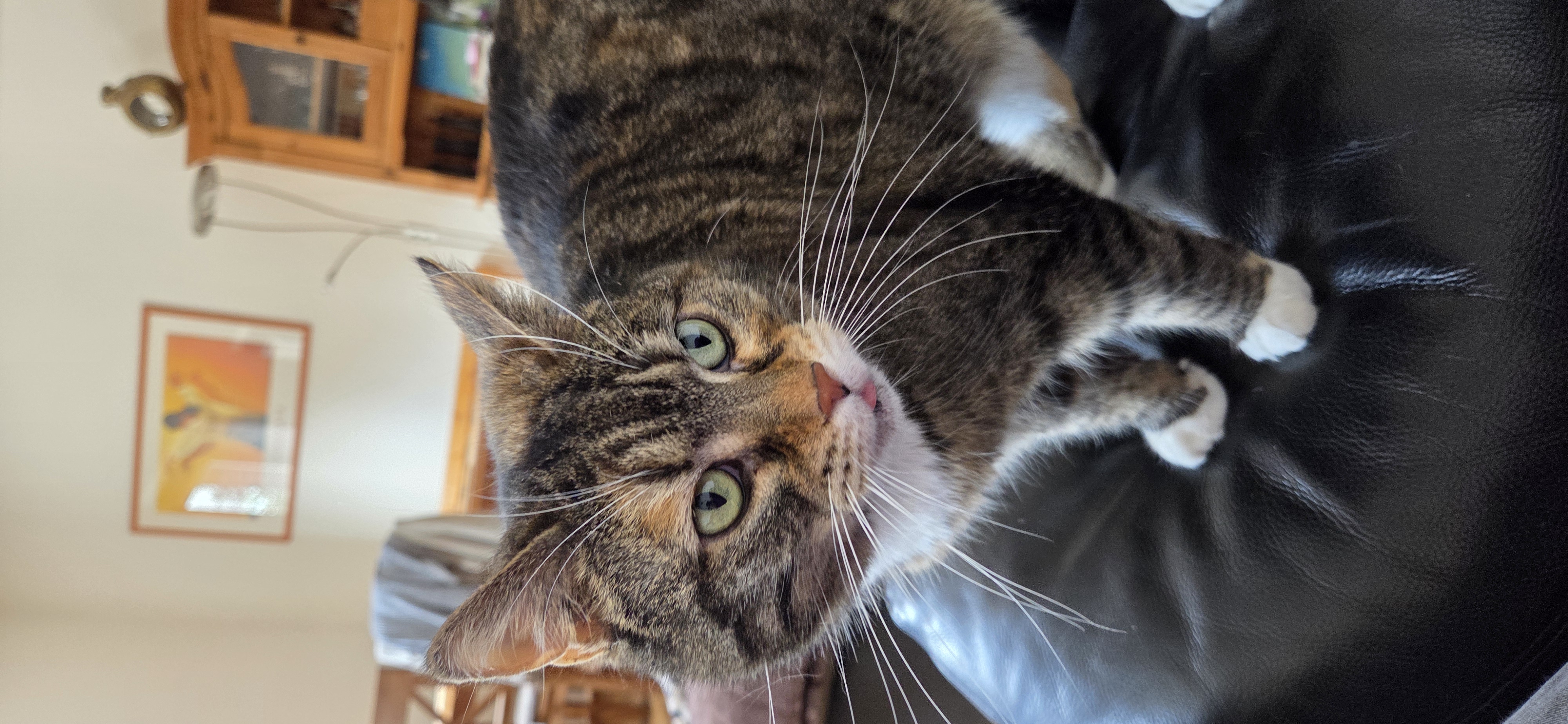 Katze Meggy