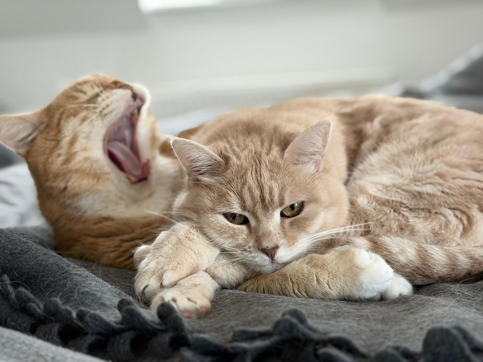 Kater Chilli und Katze Honey