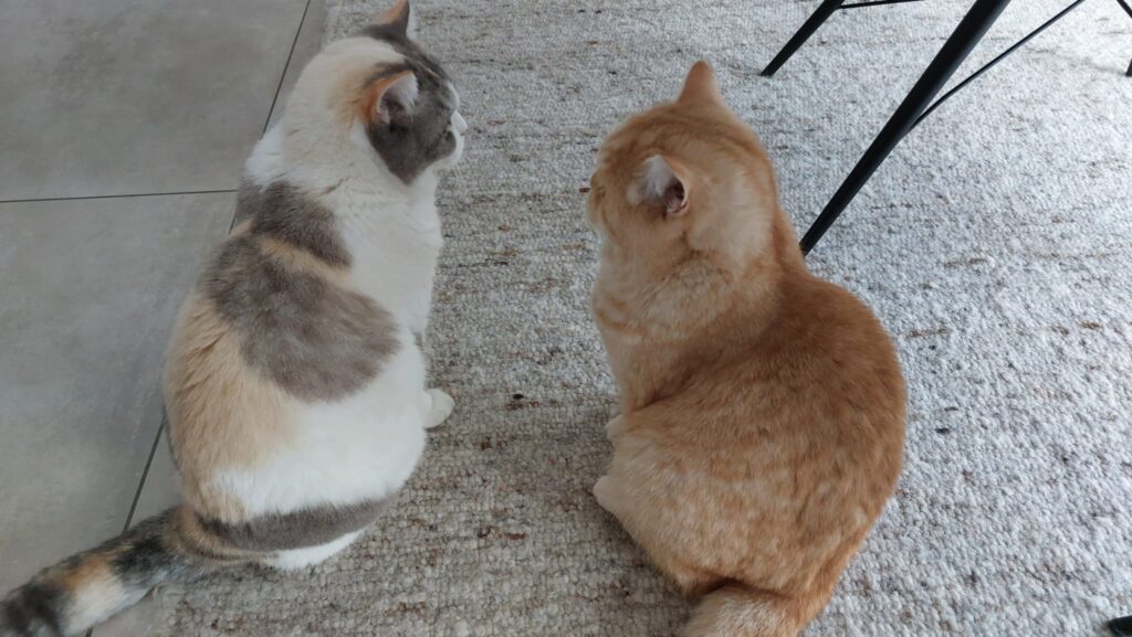 Erkenntnisse aus dem Business-Aufbau: 5. Netzwerke sind die Kollegen der Solo-Selbstständigen