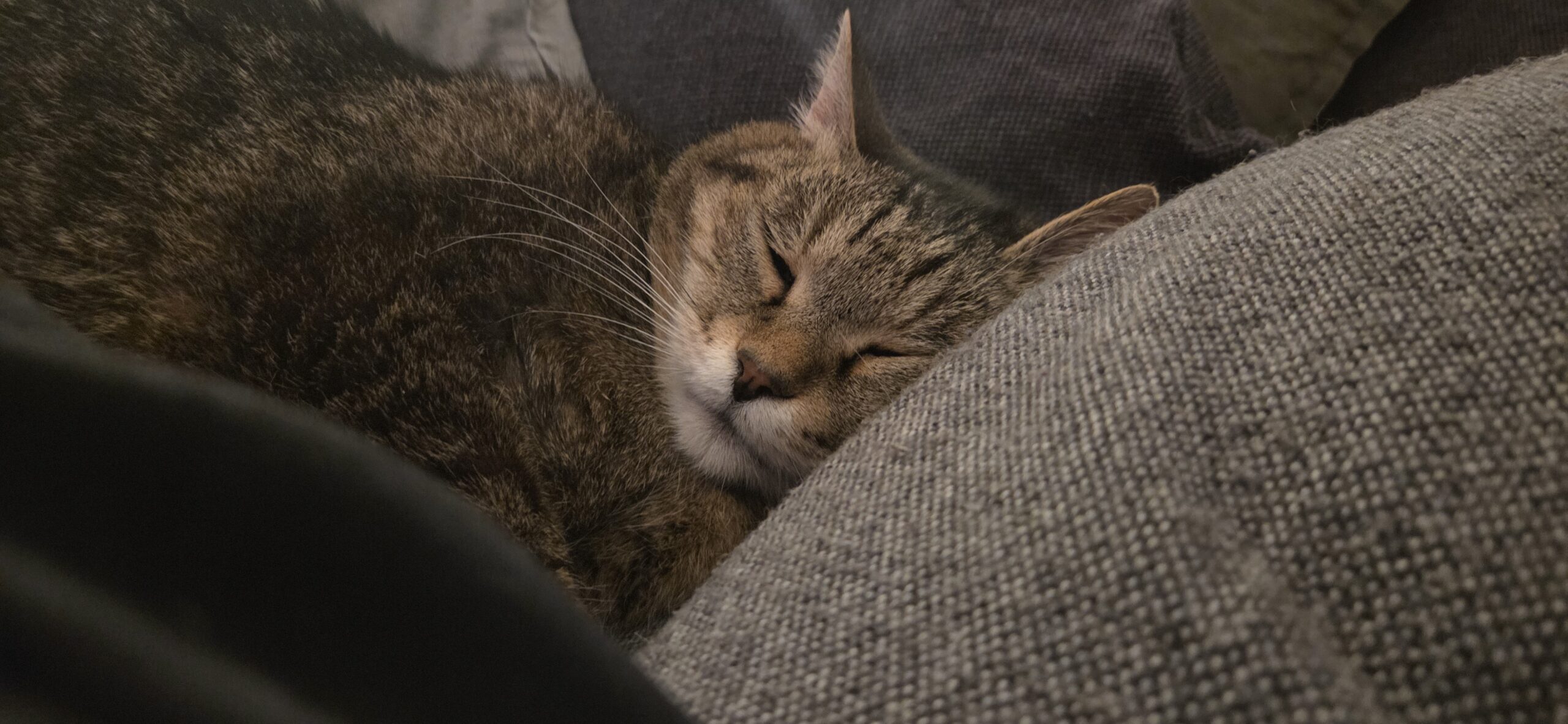 Katzenleckerlis:  Warum weniger oft mehr ist