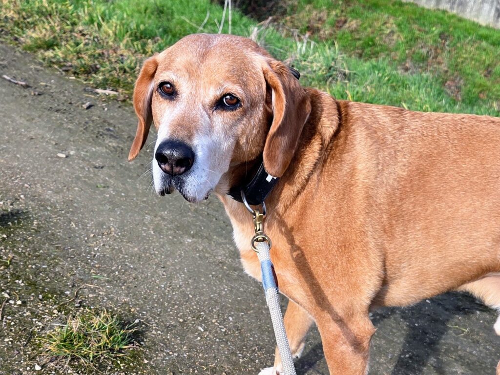 Gassi-Service-Kunde Bolt