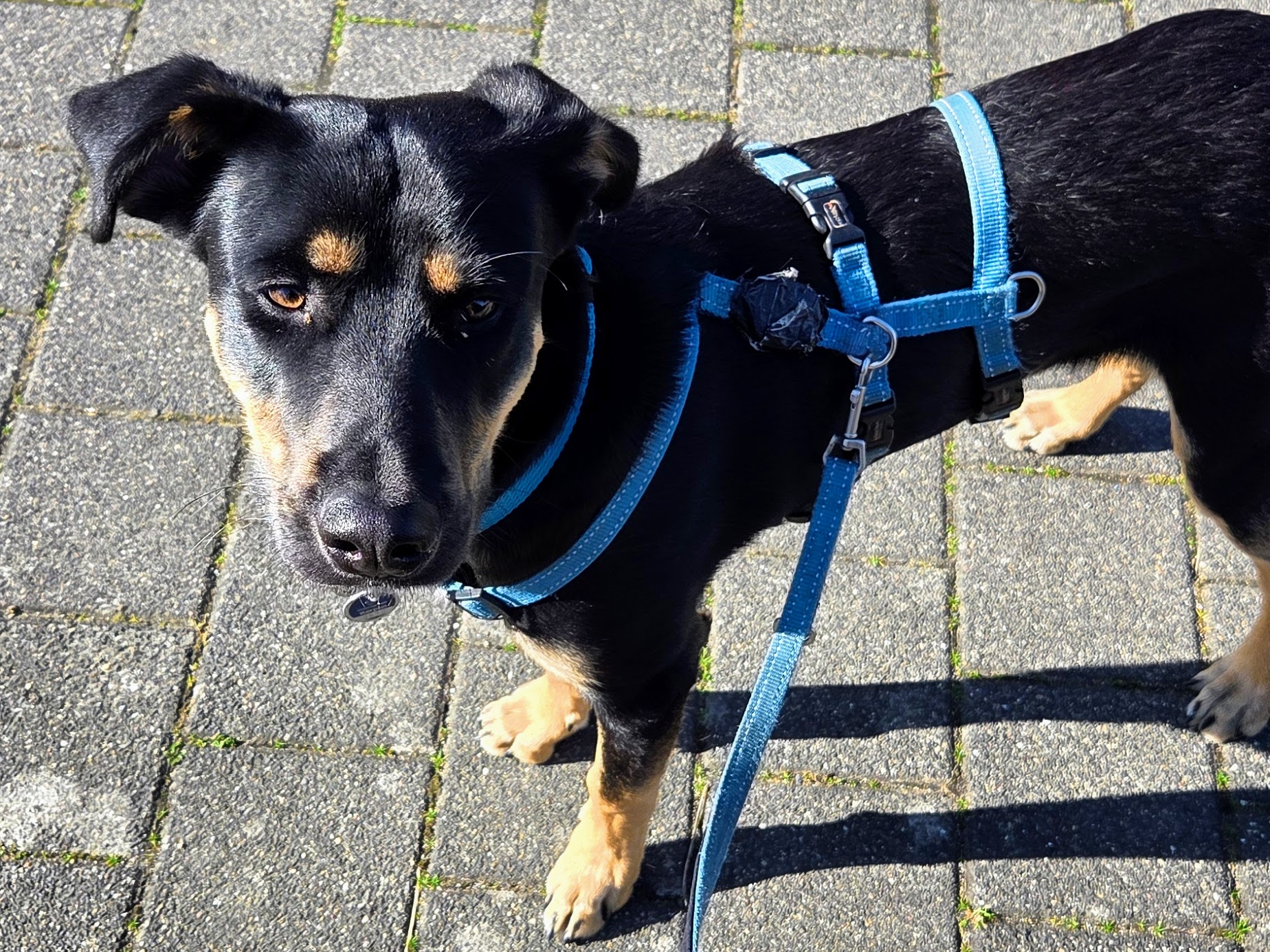 Gassi-Service-Kunde Cooper