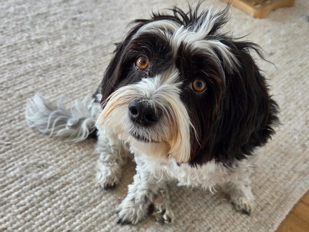 Gassi-Service-Kundin Maja