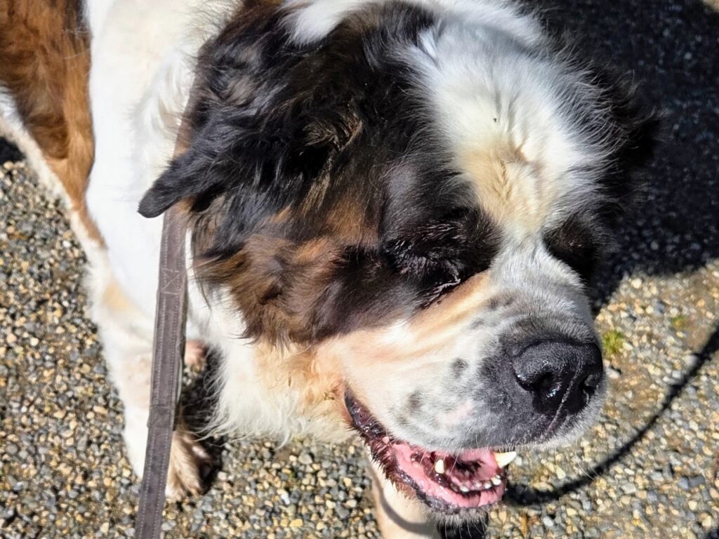 Gassi-Service-Kunde Thor