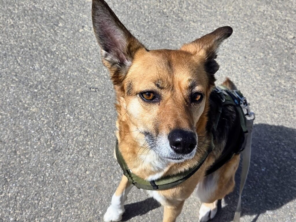 Gassi-Service-Kundin Emma