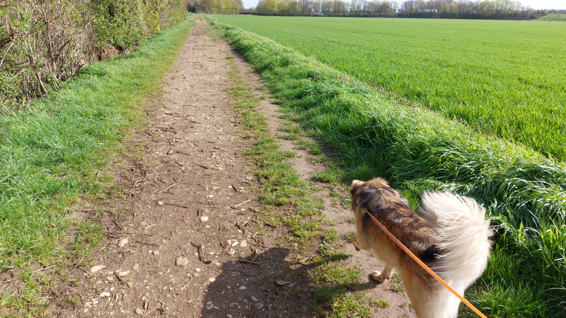 Gassi-Service in Düren: Leidenschaftliche Betreuung für jedes Hundetemperament