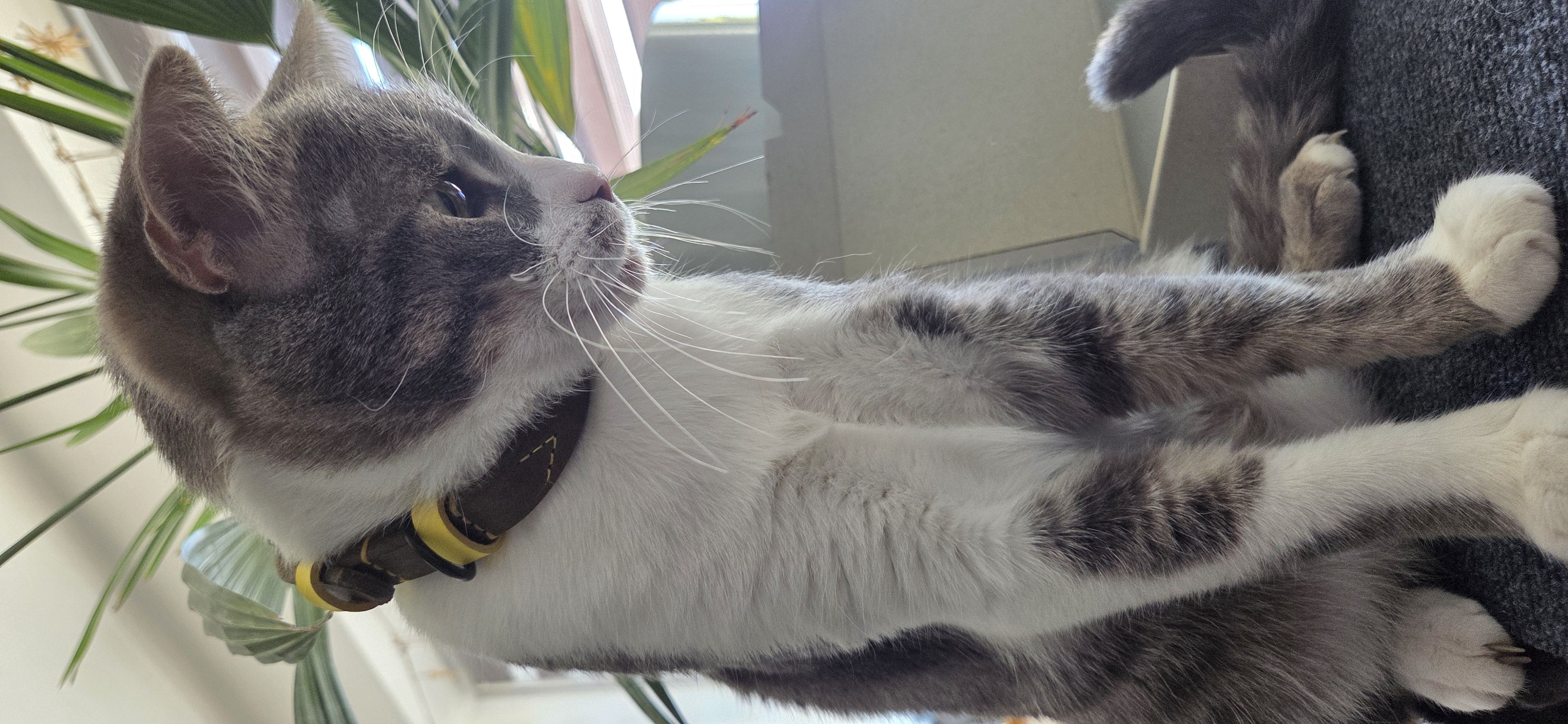 Thommy mit almadog Halsband für Katzen