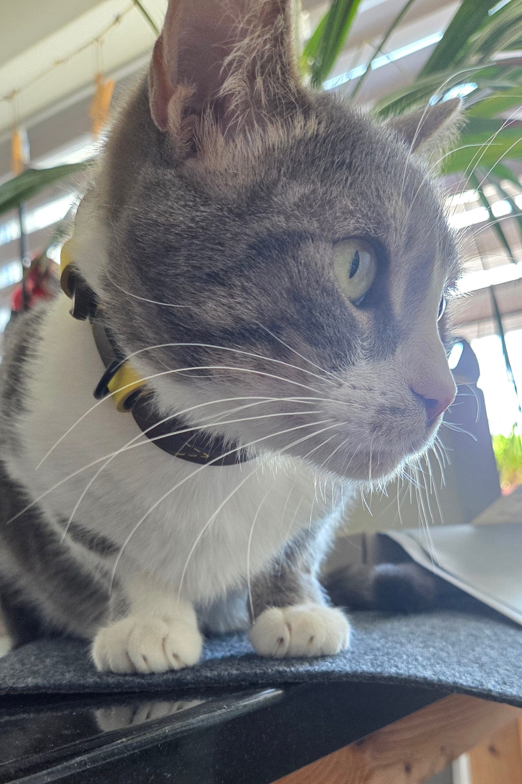 Thommy mit einem Katzenhalsband von almadog