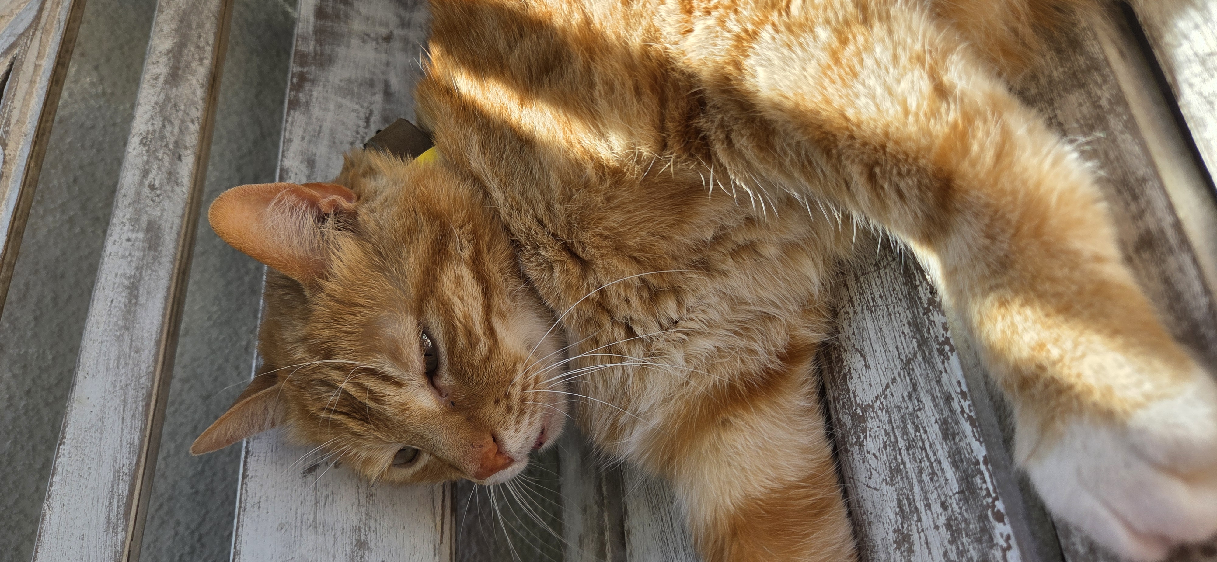 Merlin mit almadog Halsband