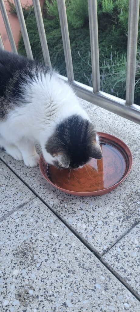 Sommer mit Hund: auch Katzen müssen ausreichend trinken
