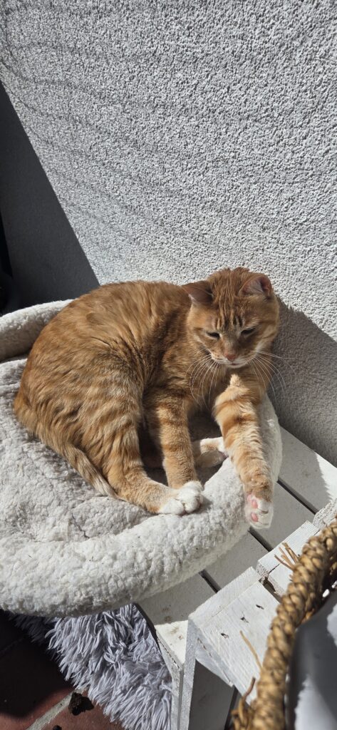 Sommer mit Hund und Katze