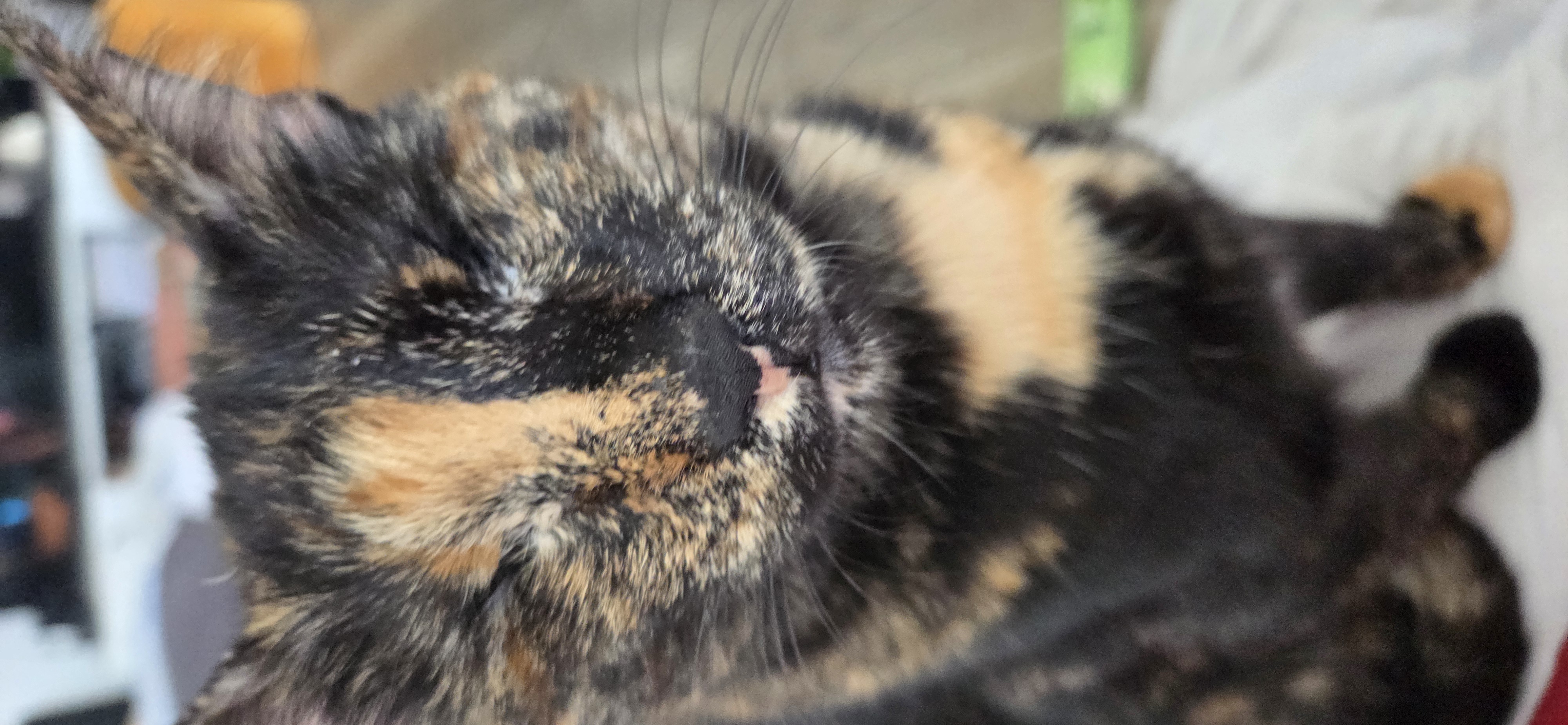 Werde Pflegestelle für Katzen im Tierschutz